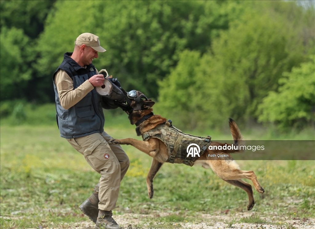 В районе Гемлик в Бурсе дрессируют собак для службы в ВС Турции