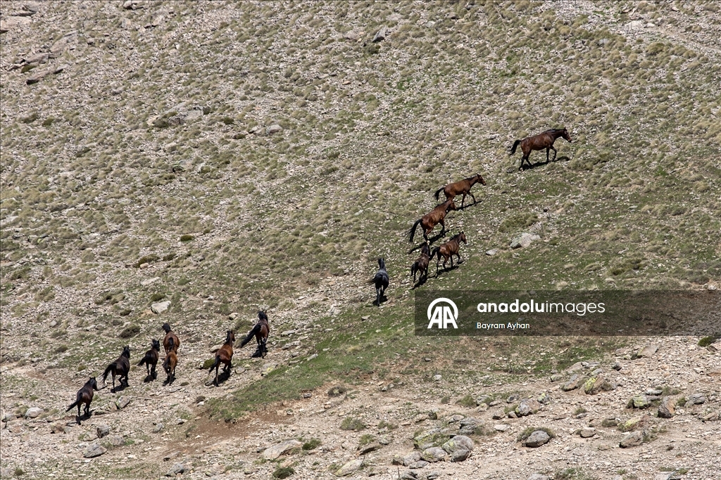 Yılkı atları Yama Dağı'nda özgürce koşuyor