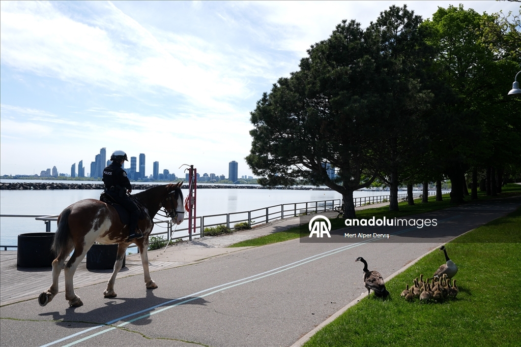 Kazlar ve yavruları Toronto'da doğanın tadını çıkardı