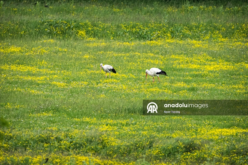 Karacabey Longozu farklı türlerdeki çok sayıda canlıya yaşam alanı sunuyor