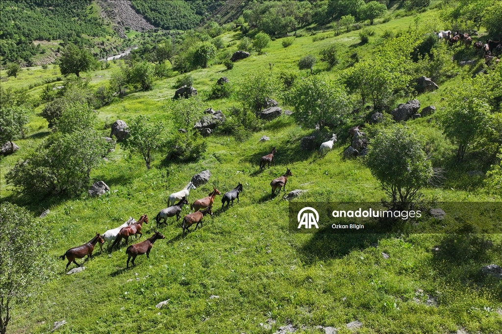 Wild herd roams freely in Turkiye's Van