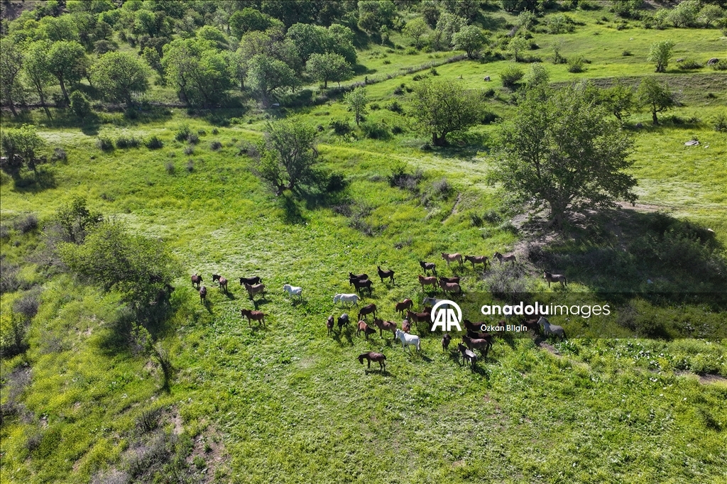 Wild herd roams freely in Turkiye's Van