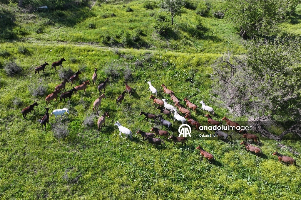 Wild herd roams freely in Turkiye's Van