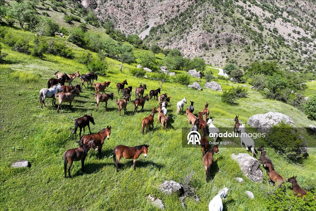 Wild herd roams freely in Turkiye's Van