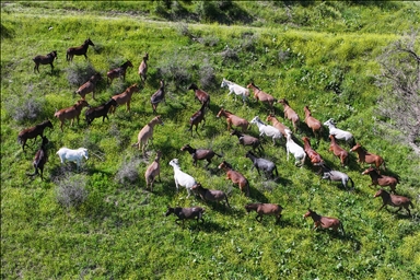 Wild herd roams freely in Turkiye's Van
