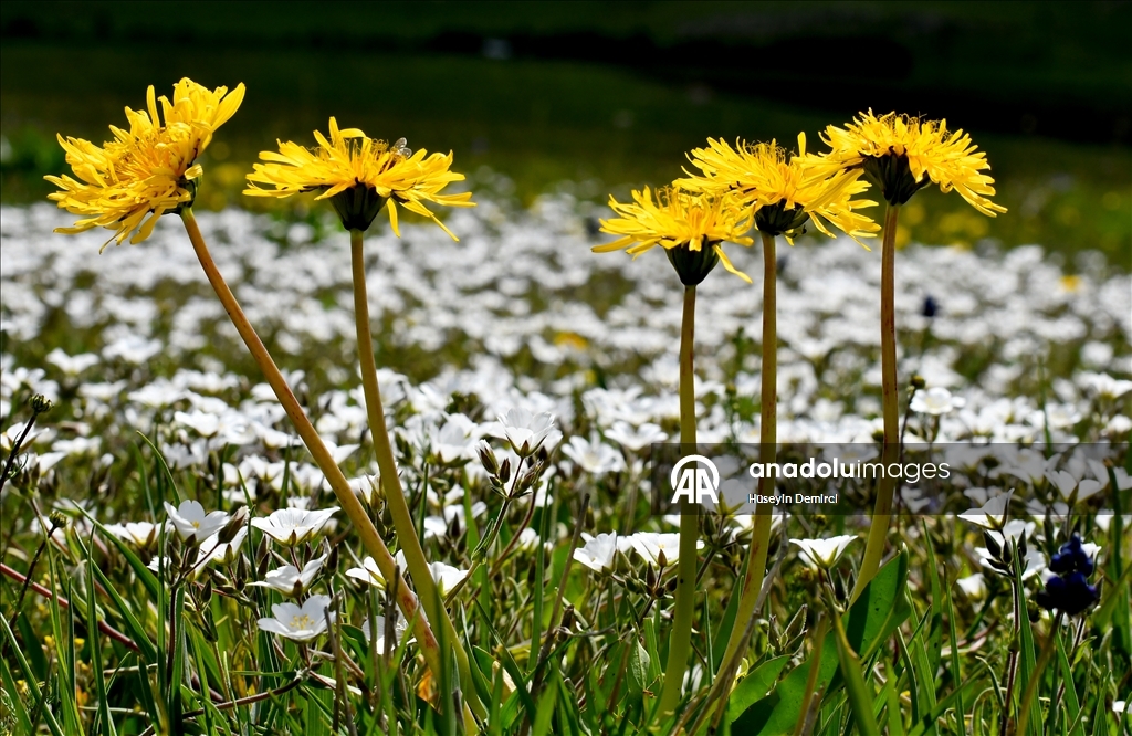 شلالات تهمس وأزهار تتمايل.. صاري قاميش التركية تحتفل بعودة الربيع