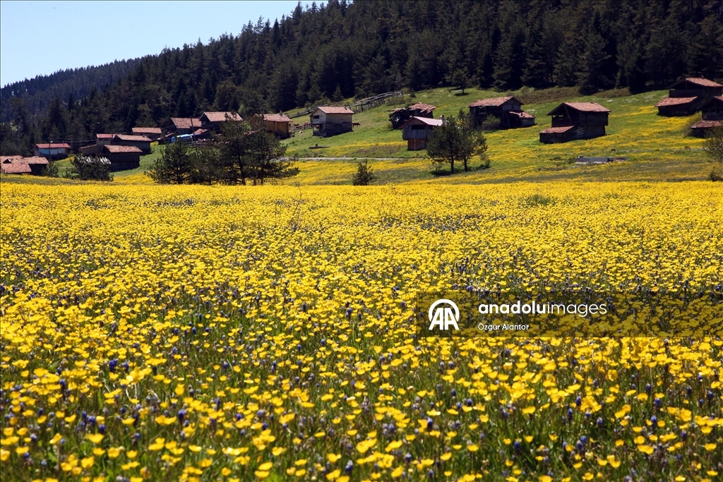Kastamonu yaylaları baharın tüm güzelliklerini sergiliyor