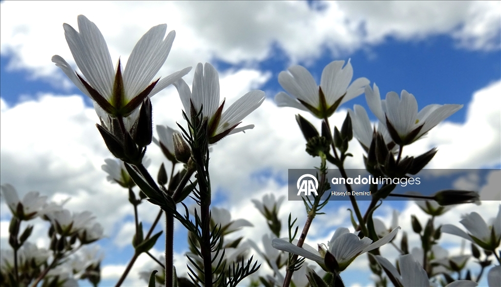 شلالات تهمس وأزهار تتمايل.. صاري قاميش التركية تحتفل بعودة الربيع