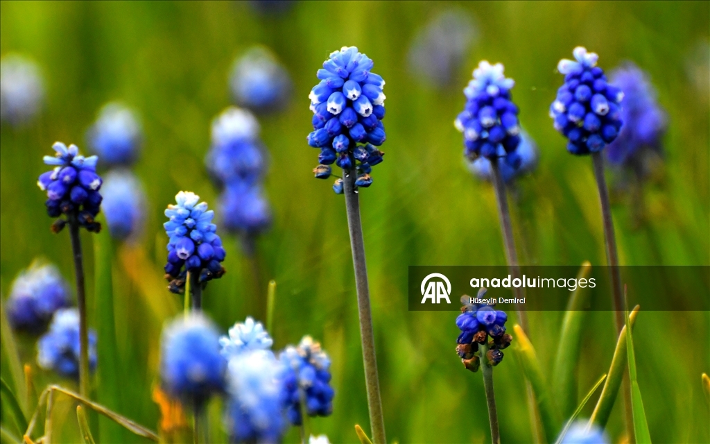 شلالات تهمس وأزهار تتمايل.. صاري قاميش التركية تحتفل بعودة الربيع