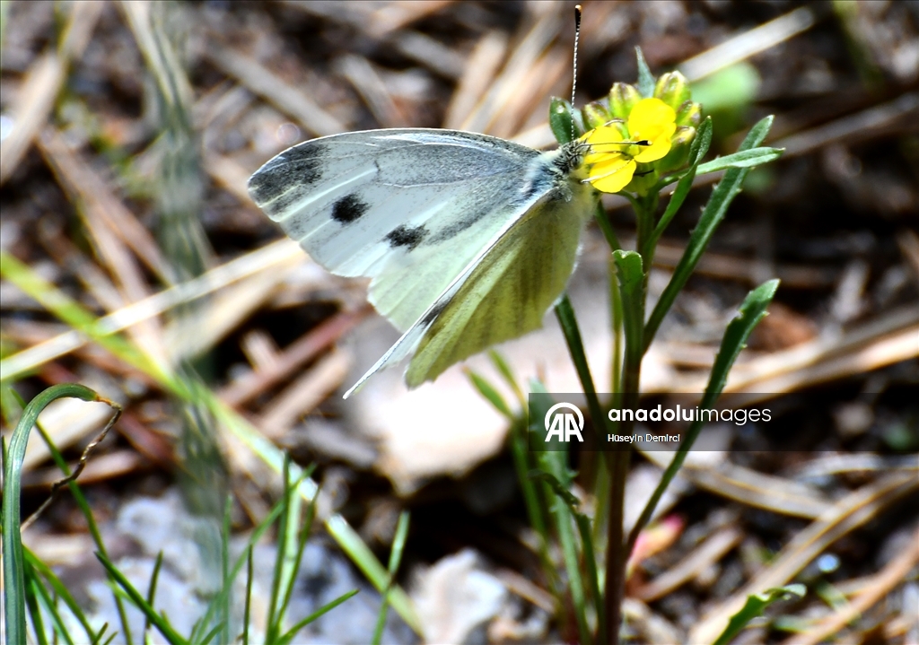 شلالات تهمس وأزهار تتمايل.. صاري قاميش التركية تحتفل بعودة الربيع