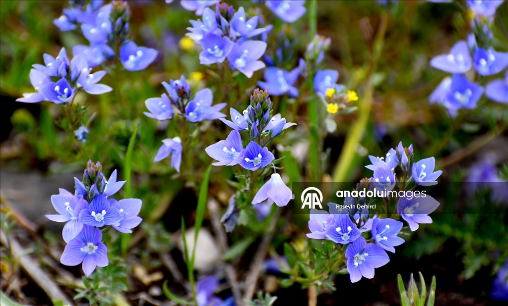 شلالات تهمس وأزهار تتمايل.. صاري قاميش التركية تحتفل بعودة الربيع