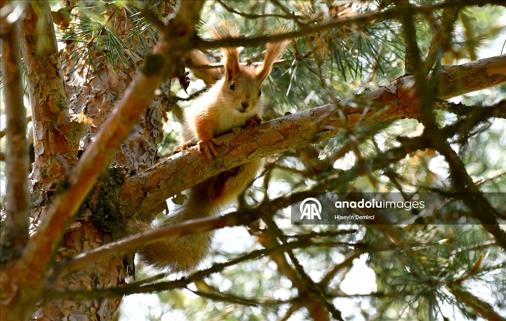 شلالات تهمس وأزهار تتمايل.. صاري قاميش التركية تحتفل بعودة الربيع