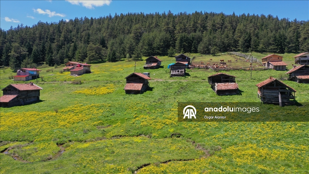 Kastamonu yaylaları baharın tüm güzelliklerini sergiliyor
