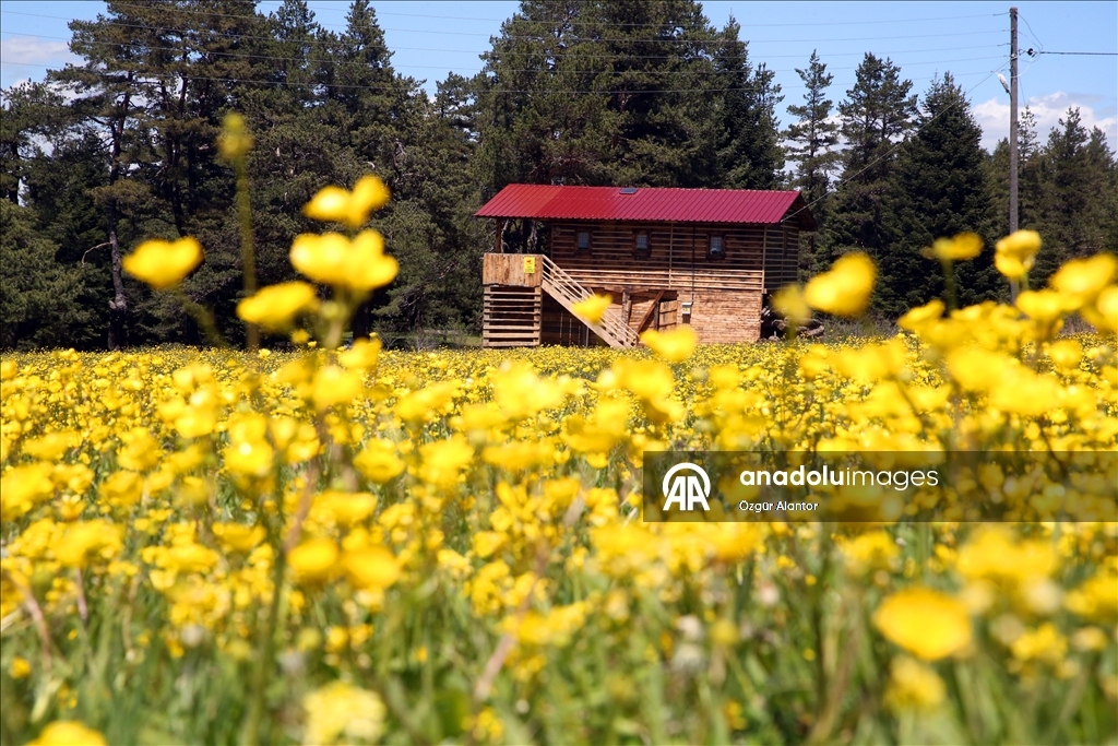 Kastamonu yaylaları baharın tüm güzelliklerini sergiliyor