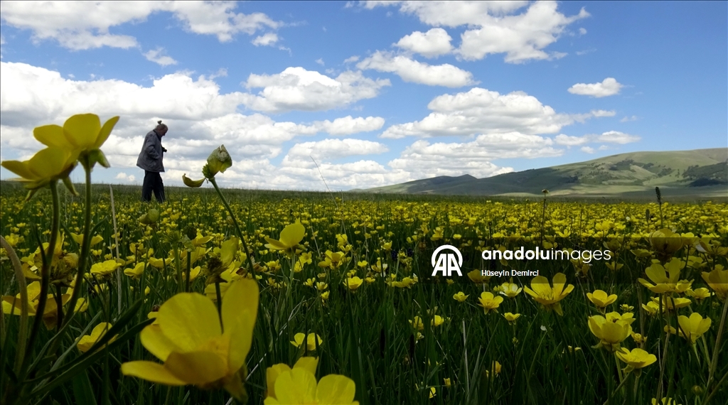 شلالات تهمس وأزهار تتمايل.. صاري قاميش التركية تحتفل بعودة الربيع