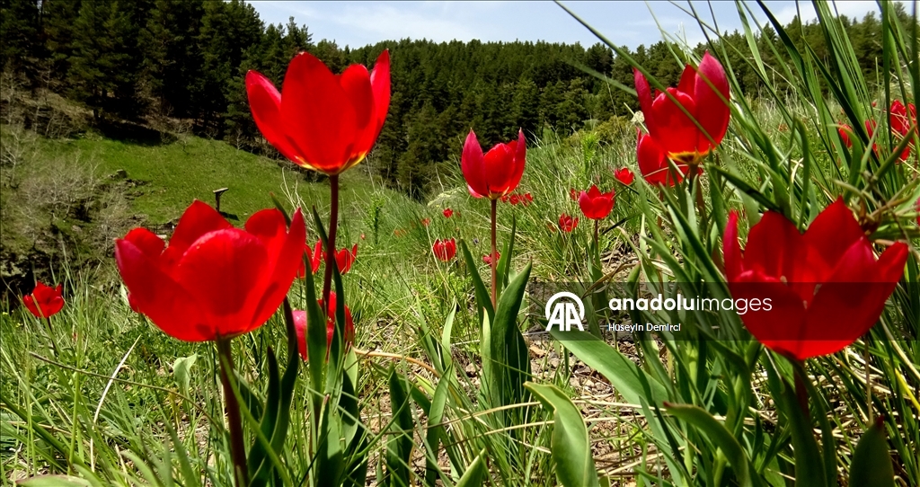 شلالات تهمس وأزهار تتمايل.. صاري قاميش التركية تحتفل بعودة الربيع