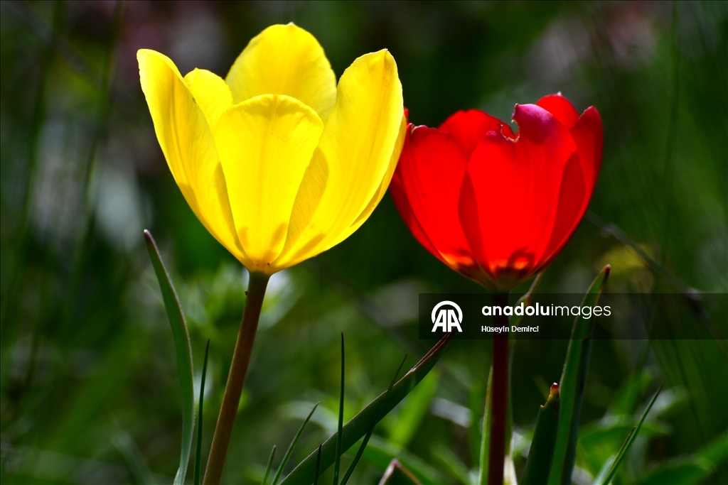 شلالات تهمس وأزهار تتمايل.. صاري قاميش التركية تحتفل بعودة الربيع