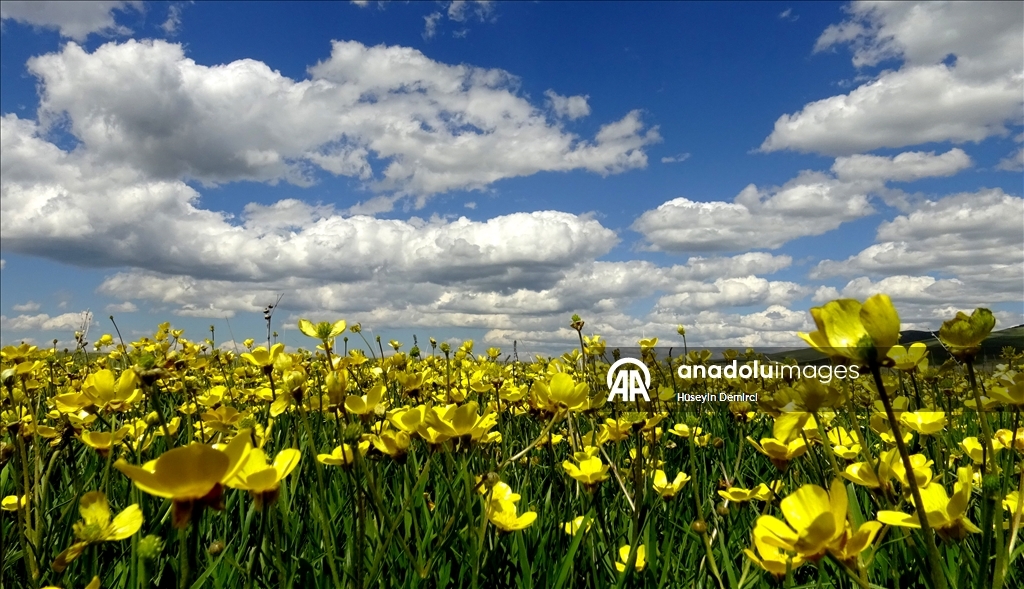 شلالات تهمس وأزهار تتمايل.. صاري قاميش التركية تحتفل بعودة الربيع