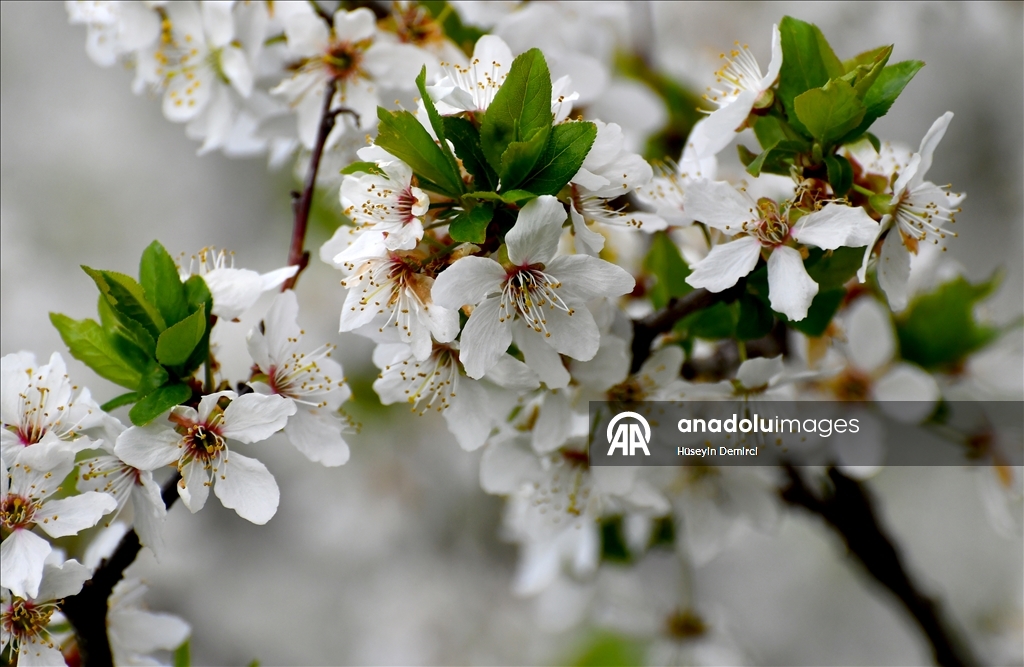 شلالات تهمس وأزهار تتمايل.. صاري قاميش التركية تحتفل بعودة الربيع