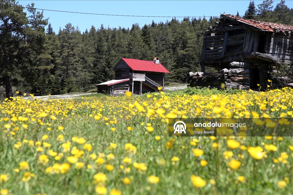 Kastamonu yaylaları baharın tüm güzelliklerini sergiliyor