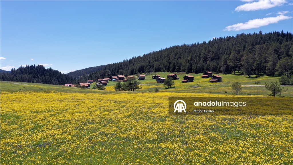 Kastamonu yaylaları baharın tüm güzelliklerini sergiliyor