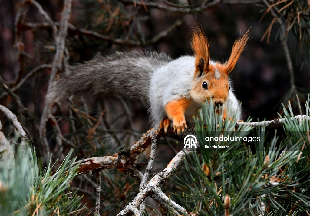 شلالات تهمس وأزهار تتمايل.. صاري قاميش التركية تحتفل بعودة الربيع