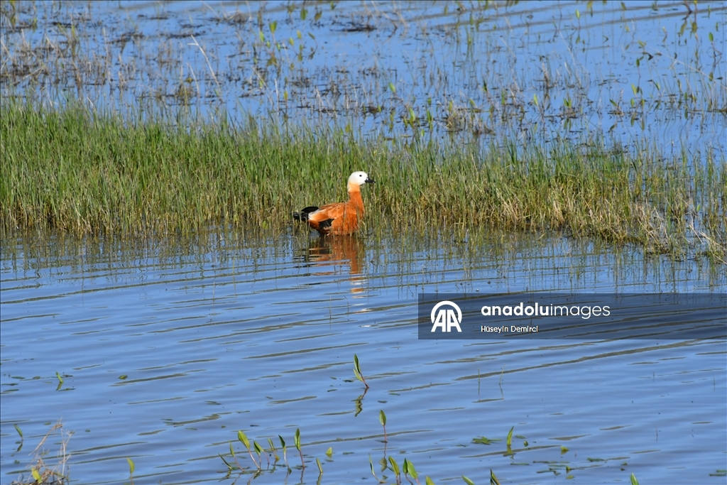 شلالات تهمس وأزهار تتمايل.. صاري قاميش التركية تحتفل بعودة الربيع