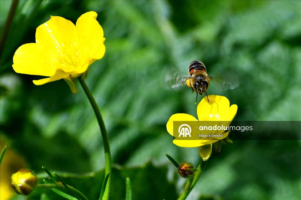 شلالات تهمس وأزهار تتمايل.. صاري قاميش التركية تحتفل بعودة الربيع