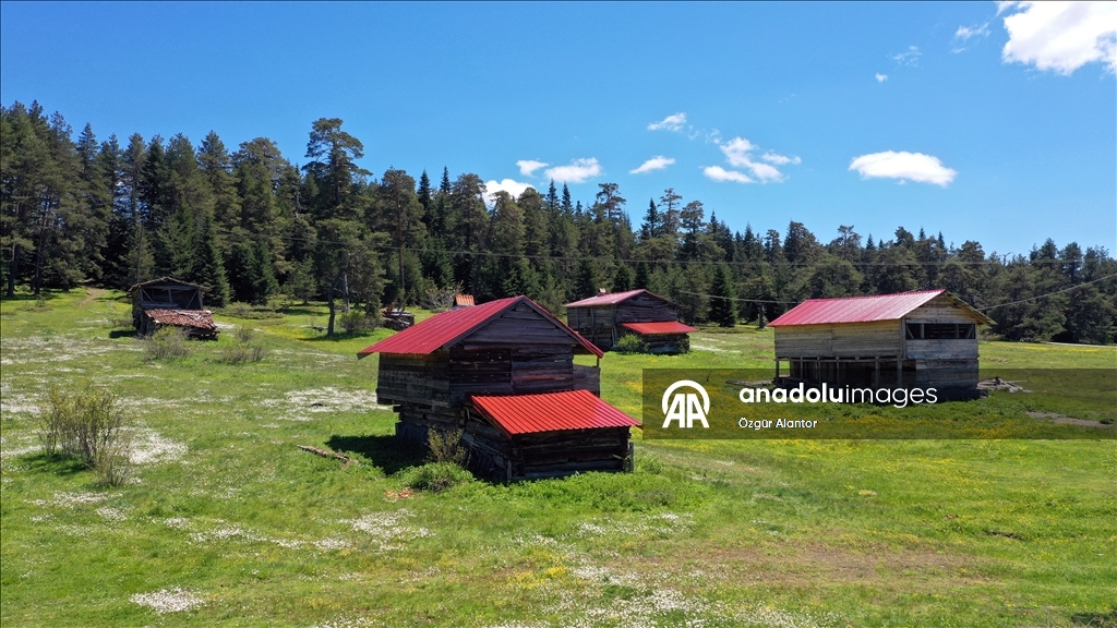 Kastamonu yaylaları baharın tüm güzelliklerini sergiliyor