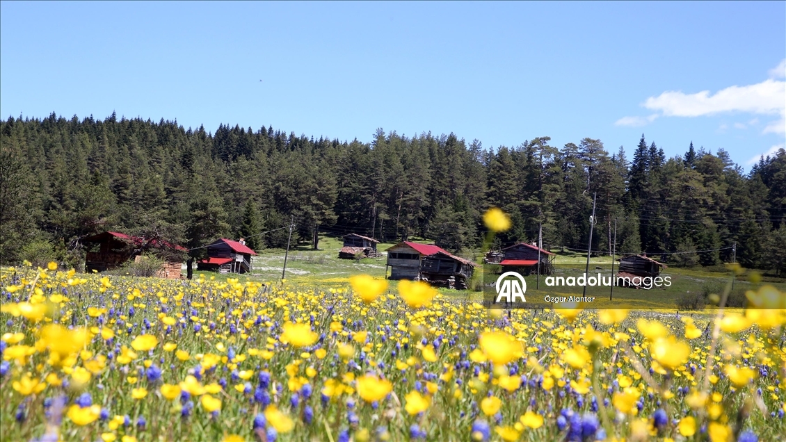 Kastamonu yaylaları baharın tüm güzelliklerini sergiliyor