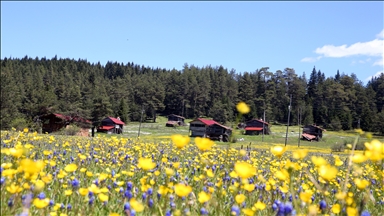 Kastamonu yaylaları baharın tüm güzelliklerini sergiliyor
