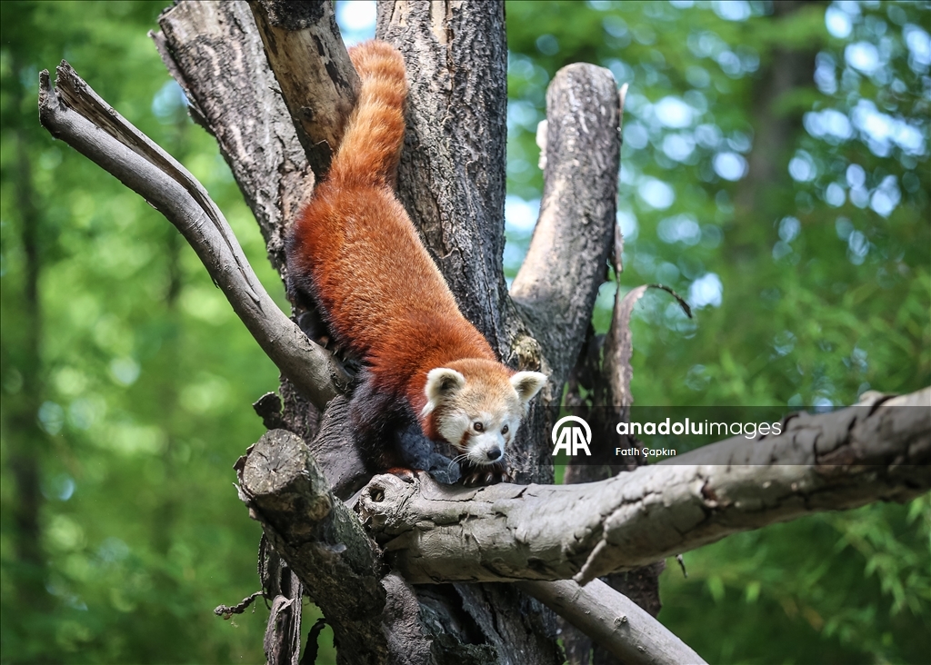 Bursa Hayvanat Bahçesi'nin kırmızı pandaları sıcak havalarda klimalı odaya geçiyor