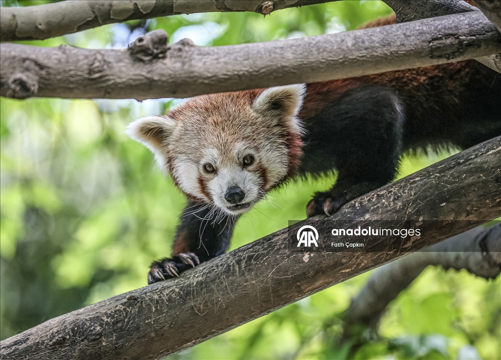 Bursa Hayvanat Bahçesi'nin kırmızı pandaları sıcak havalarda klimalı odaya geçiyor
