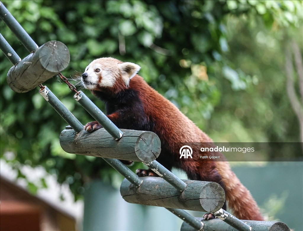 Bursa Hayvanat Bahçesi'nin kırmızı pandaları sıcak havalarda klimalı odaya geçiyor