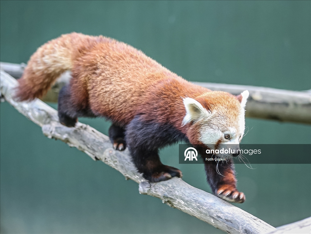 Bursa Hayvanat Bahçesi'nin kırmızı pandaları sıcak havalarda klimalı odaya geçiyor