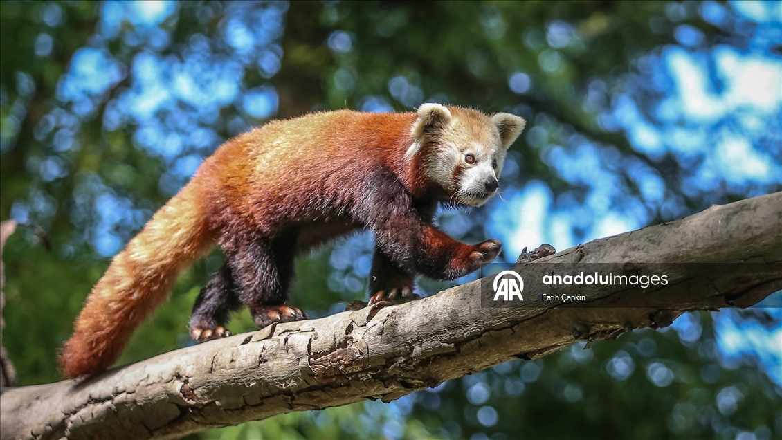 Bursa Hayvanat Bahçesi'nin kırmızı pandaları sıcak havalarda klimalı odaya geçiyor