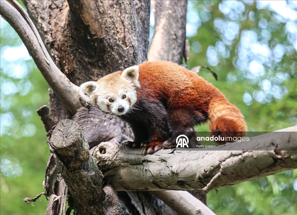 Bursa Hayvanat Bahçesi'nin kırmızı pandaları sıcak havalarda klimalı odaya geçiyor