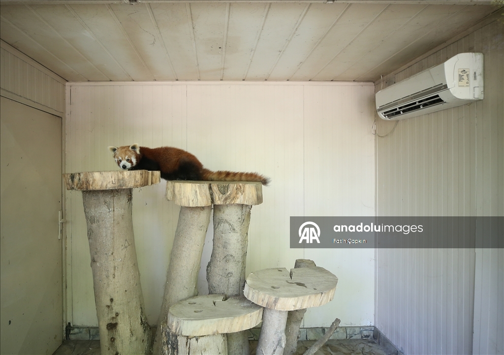 Bursa Hayvanat Bahçesi'nin kırmızı pandaları sıcak havalarda klimalı odaya geçiyor