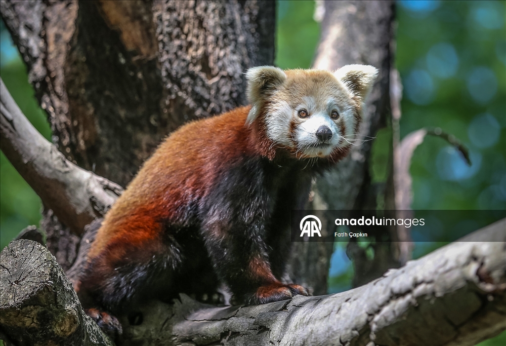 Bursa Hayvanat Bahçesi'nin kırmızı pandaları sıcak havalarda klimalı odaya geçiyor