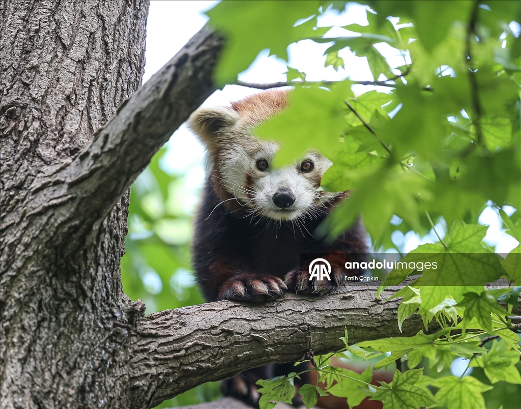 Bursa Hayvanat Bahçesi'nin kırmızı pandaları sıcak havalarda klimalı odaya geçiyor