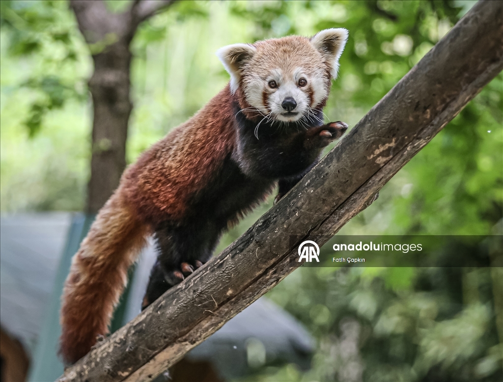 Bursa Hayvanat Bahçesi'nin kırmızı pandaları sıcak havalarda klimalı odaya geçiyor
