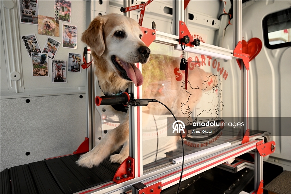 Treadmill therapy for dogs in Istanbul
