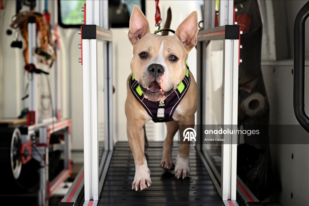 Treadmill therapy for dogs in Istanbul