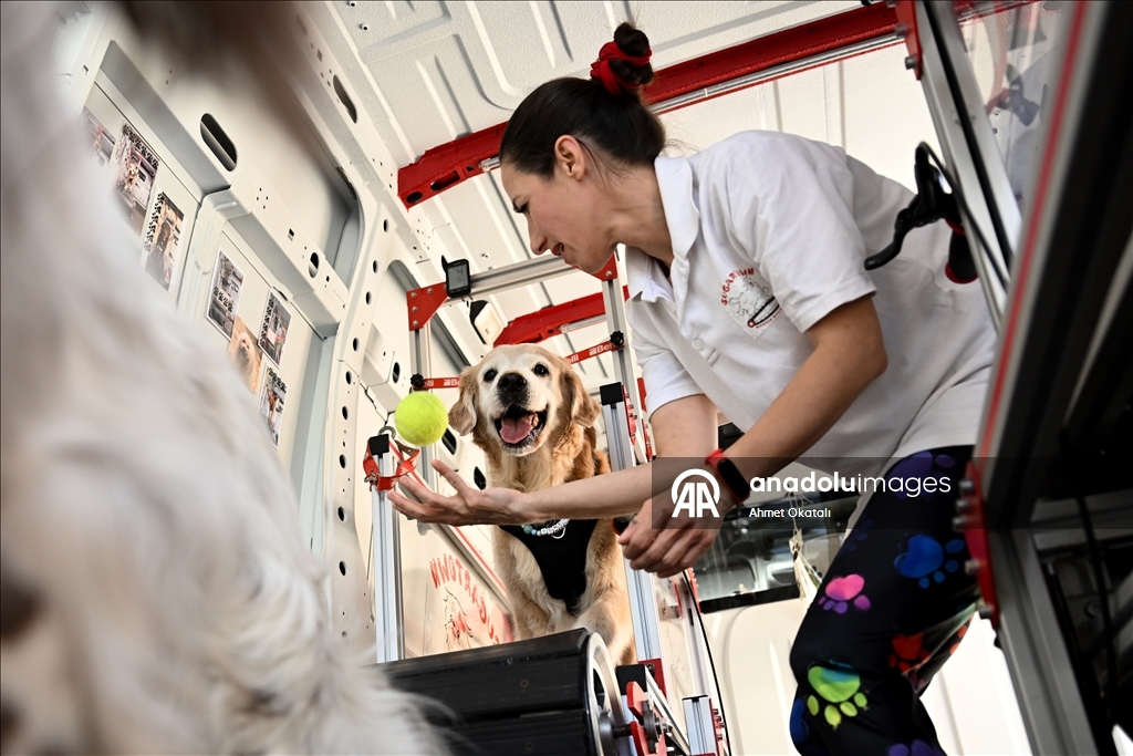 Treadmill therapy for dogs in Istanbul