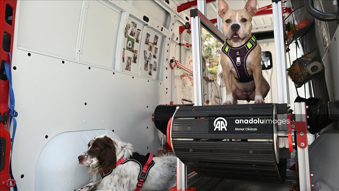 Treadmill therapy for dogs in Istanbul