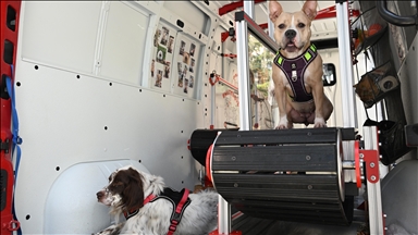 Treadmill therapy for dogs in Istanbul