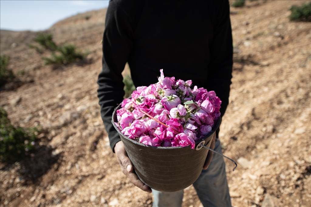 Damask rose harvest in Syria