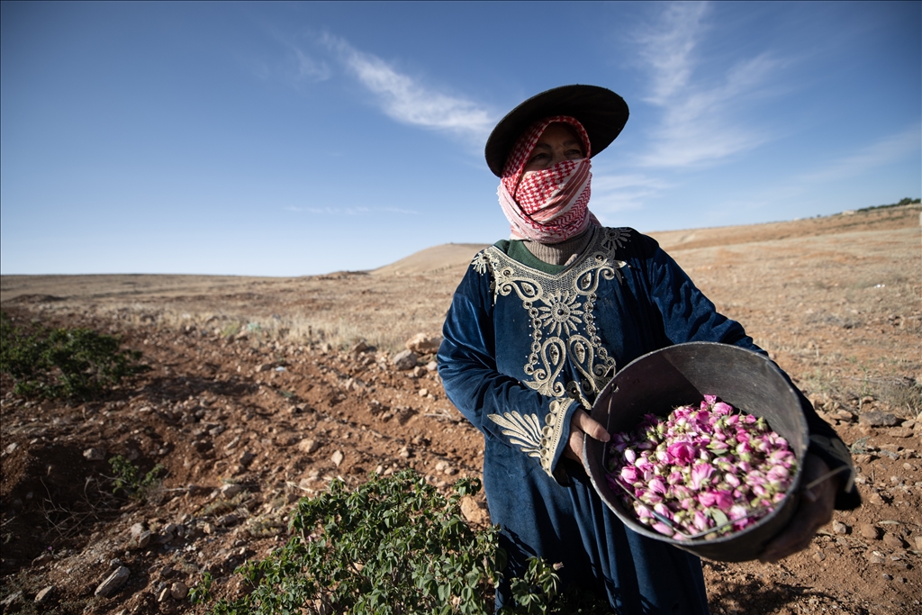 Damask rose harvest in Syria
