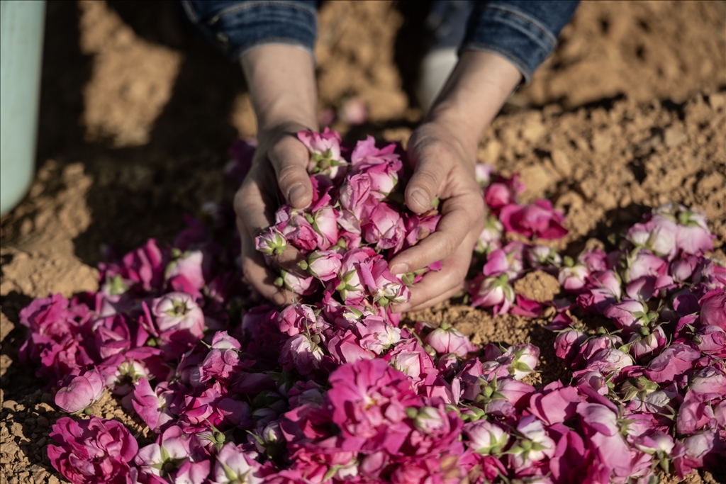 Damask rose harvest in Syria
