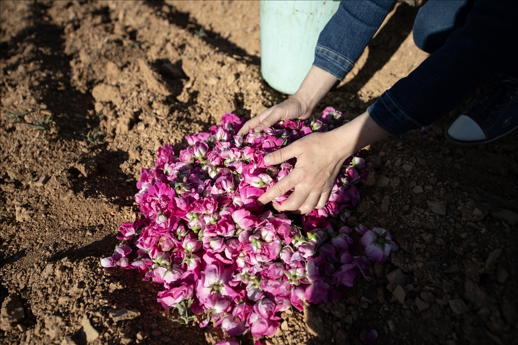 Damask rose harvest in Syria